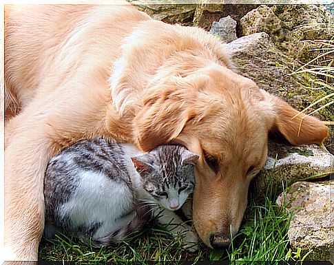 10 dog breeds that get along well with cats