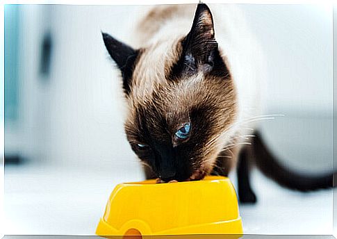 10 foods your cat will love