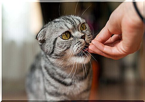 cat-eats-from-the-master-hand