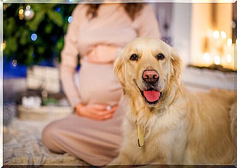 dog-and-mistress-pregnant