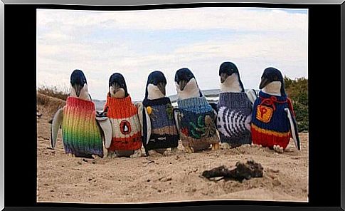 109-year-old man makes sweaters for penguins