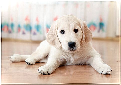 puppy-on-the-floor