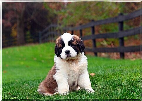 dog-puppy-in-the-meadow