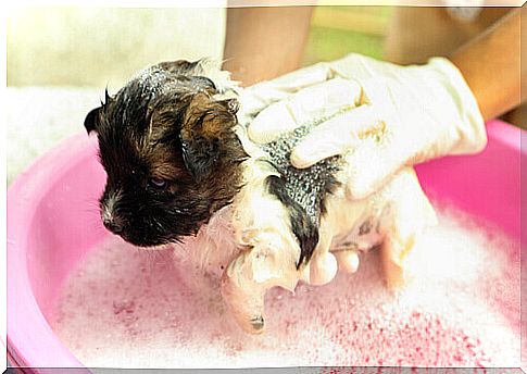 3 tips for choosing the best dog shampoo