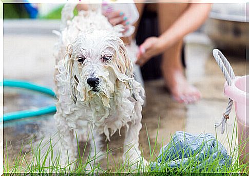 Choose the best dog shampoo