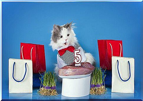 3 types of meatloaf for cats to prepare at home