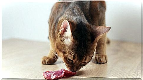 Cat smells a piece of meat