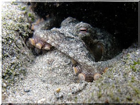 A gray octopus camouflages itself in the sand