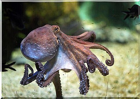 Octopus with open tentacles swimming