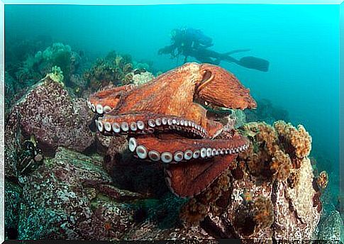 Sub observes a giant Pacific octopus