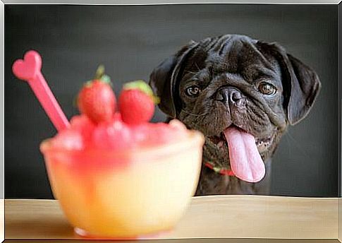 4 smoothie recipes for dogs