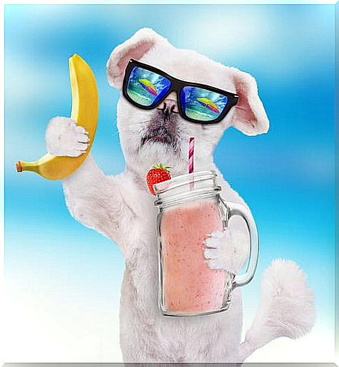 Banana dog smoothie