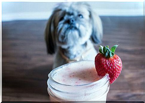 Strawberry dog ​​smoothie