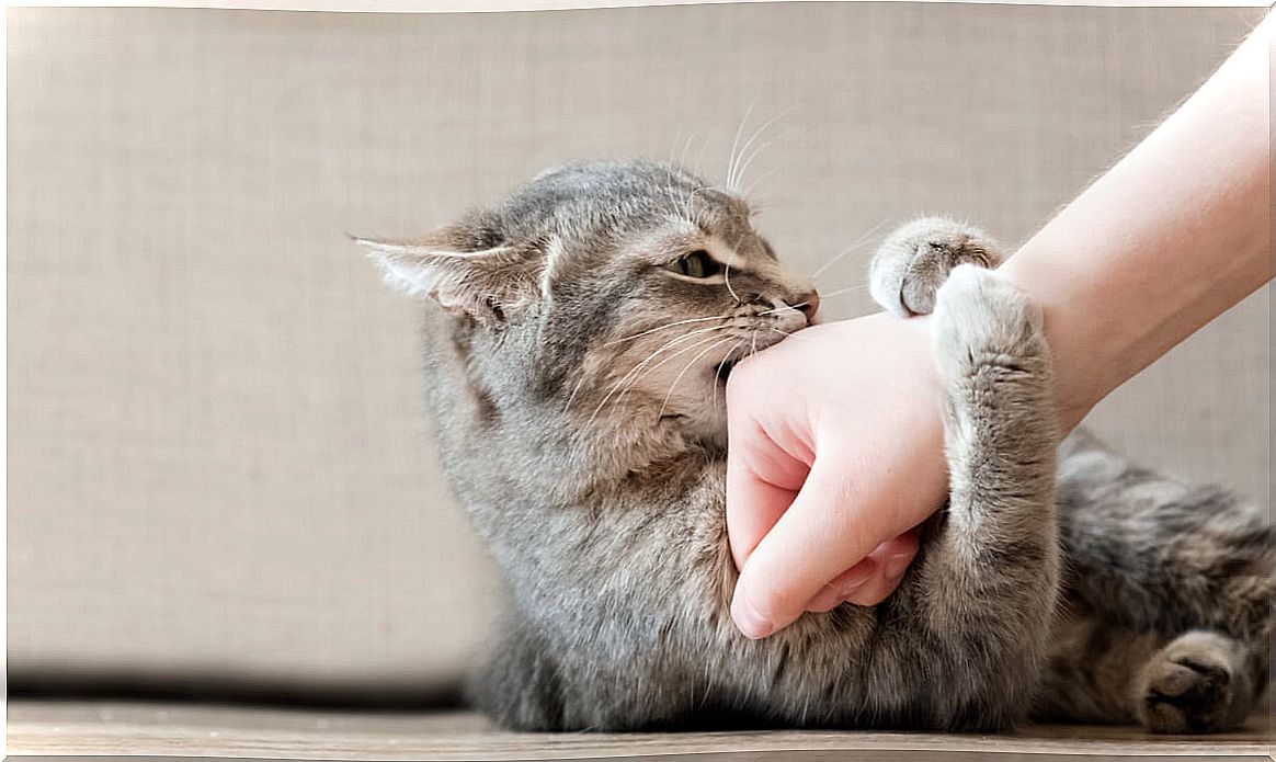 Preventing your cat from biting you is easier than it looks.