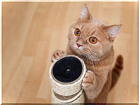 4 tricks to teach the cat to play together