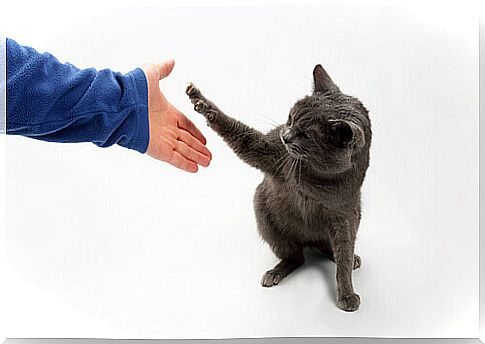 cat giving paw to master