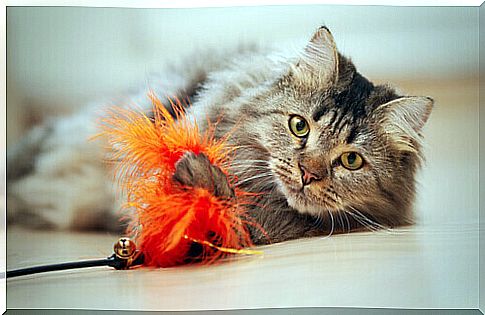 cat catching toy with orange feathers