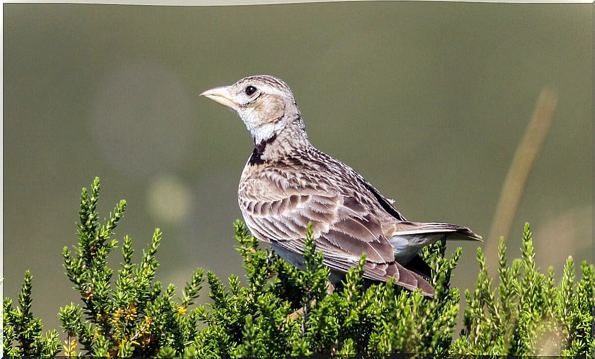 Calendar birds are animals that eat only fruit.