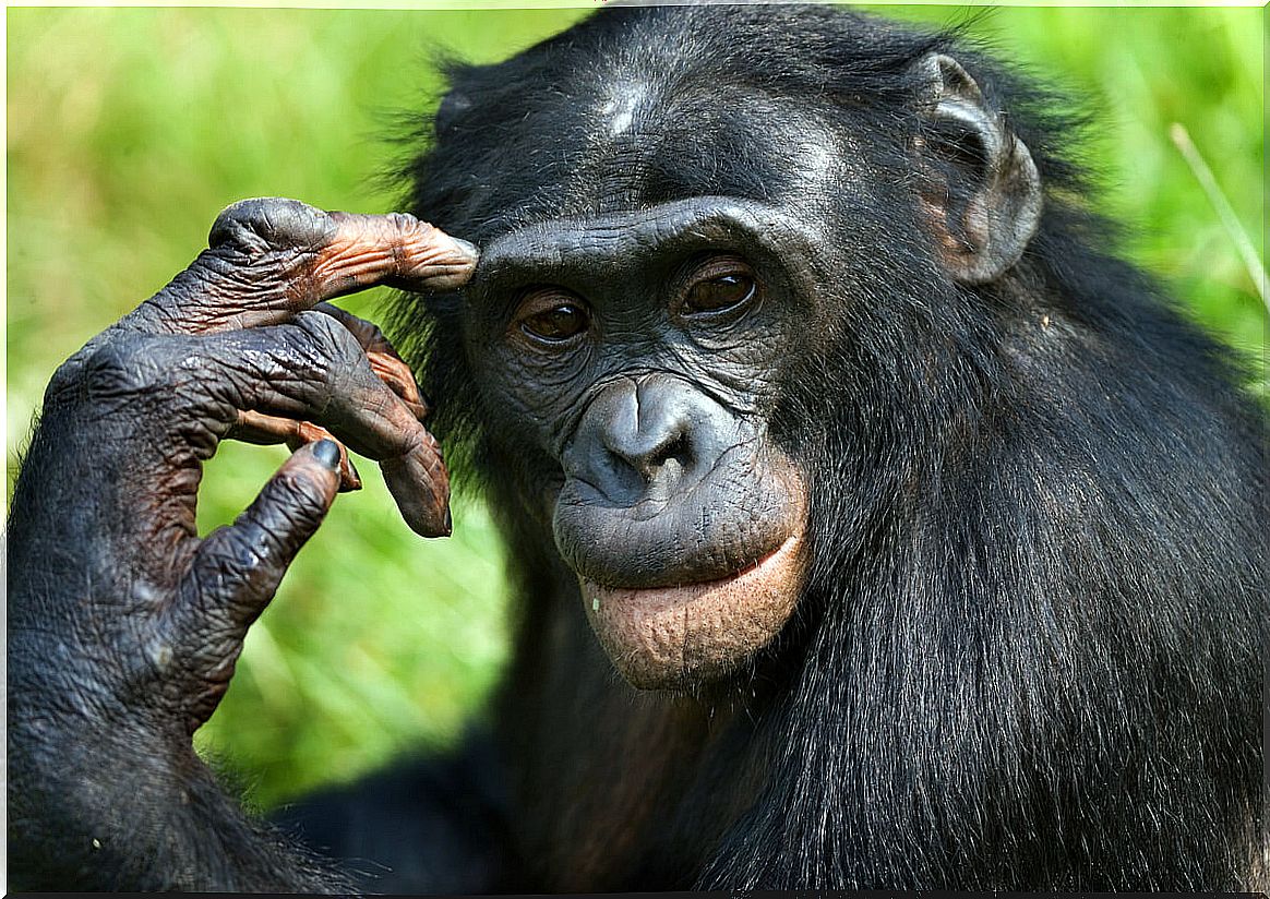 Differences between chimpanzees and bonobos.