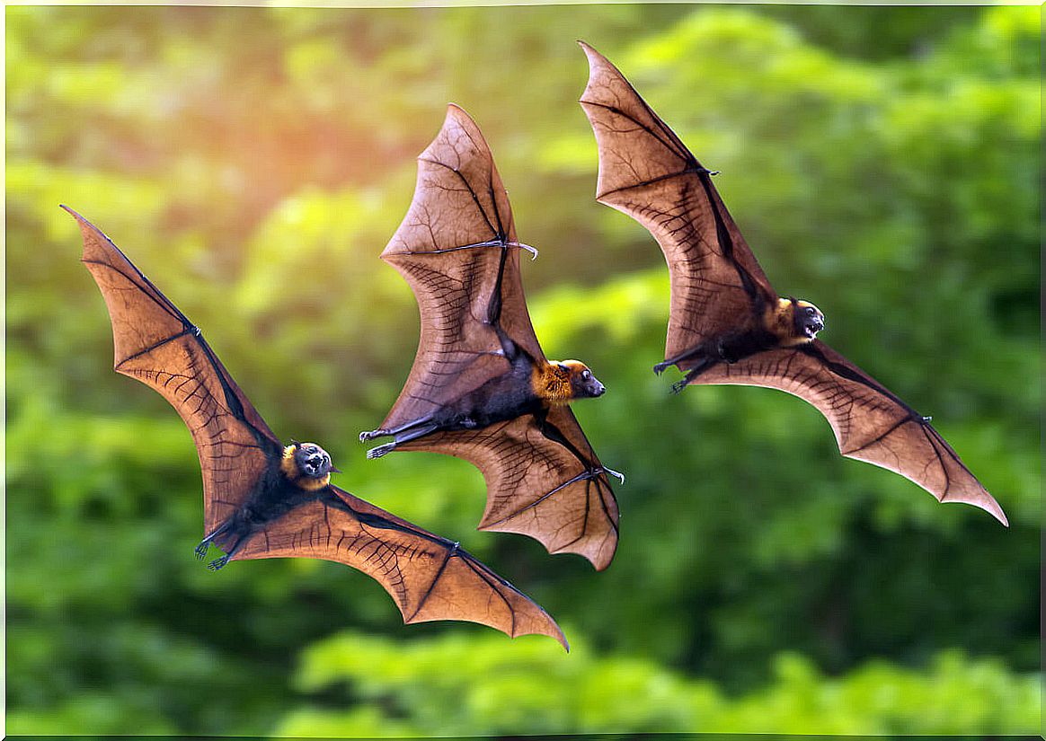 Flying foxes are animals that eat only fruit.