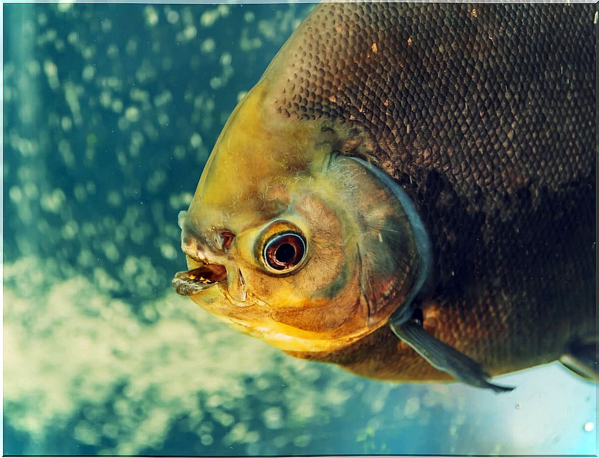 A pacu fish showing its teeth.