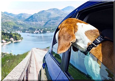 5 destinations to travel with your dog at Easter