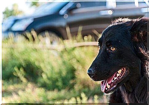 Belgian shepherd beside the car before leaving