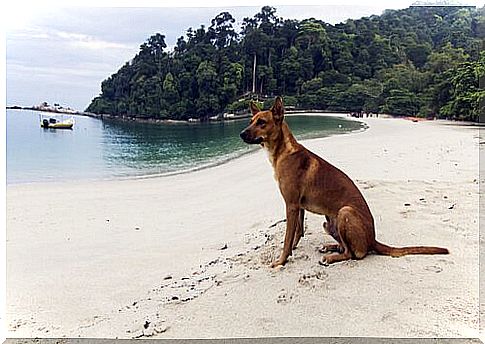 Dog sitting on a beach 