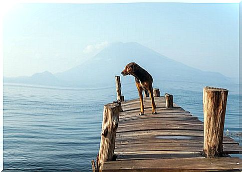 Dog on the jetty