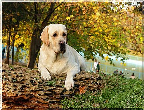 Labrador crouched on a log