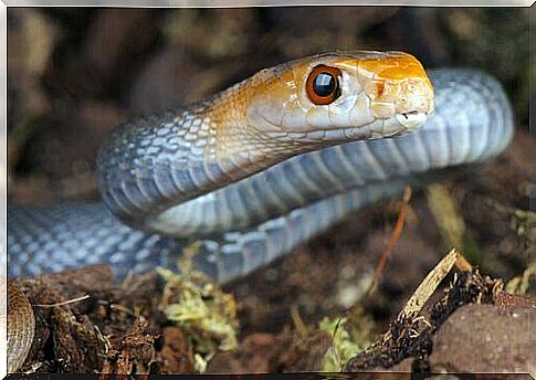 Taipan seen up close