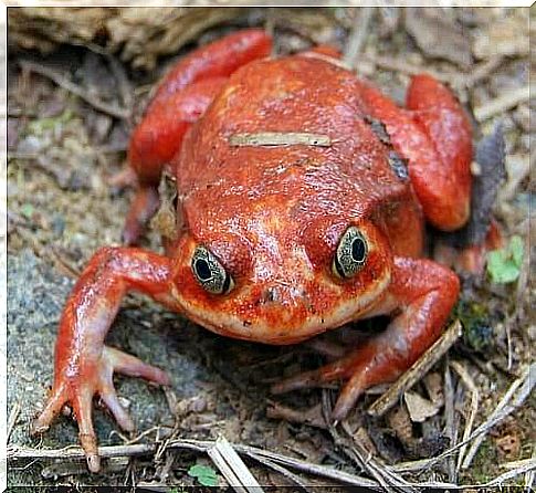 5 species of poisonous frogs