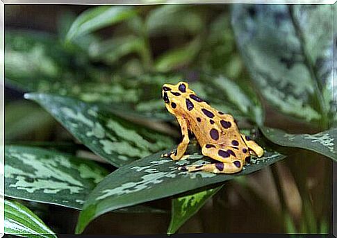 Harlequin frog