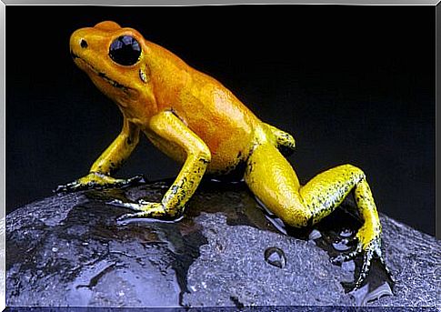 Poisonous golden frog