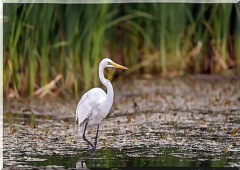 5 specimens of marsh animals to be discovered