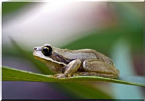 Marsh animals: the frog