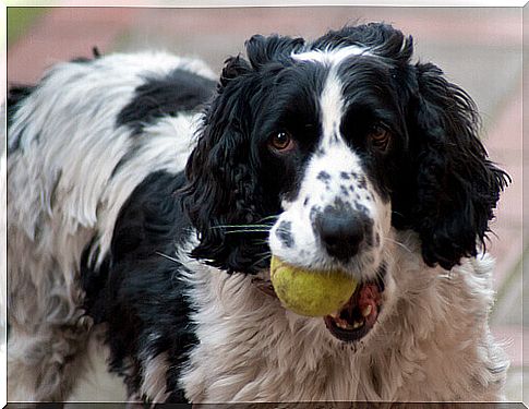 5 tricks to teach your dog to bring the ball back