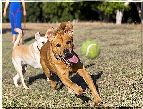 5 Tricks for Teaching Your Dog to Return the Ball