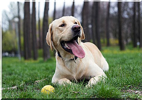 5 Tricks for Teaching Your Dog to Return the Ball