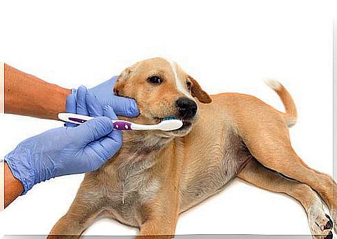 6 best products to clean your dog's teeth