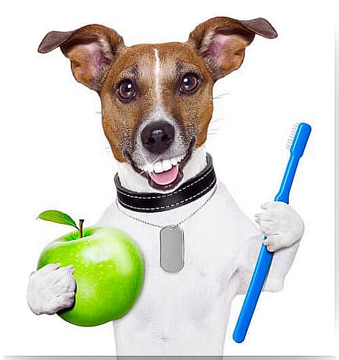 smiling dog with toothbrush and apple