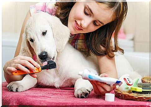 girl brushes teeth to her puppy dog