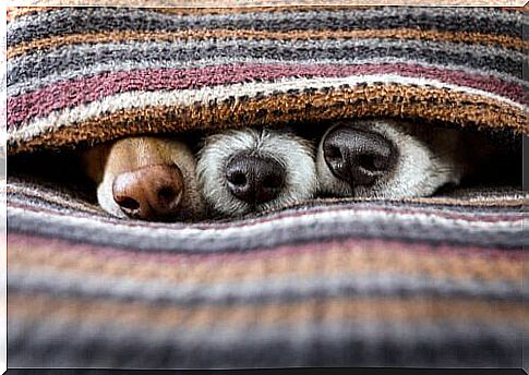 Dog faces under the covers 