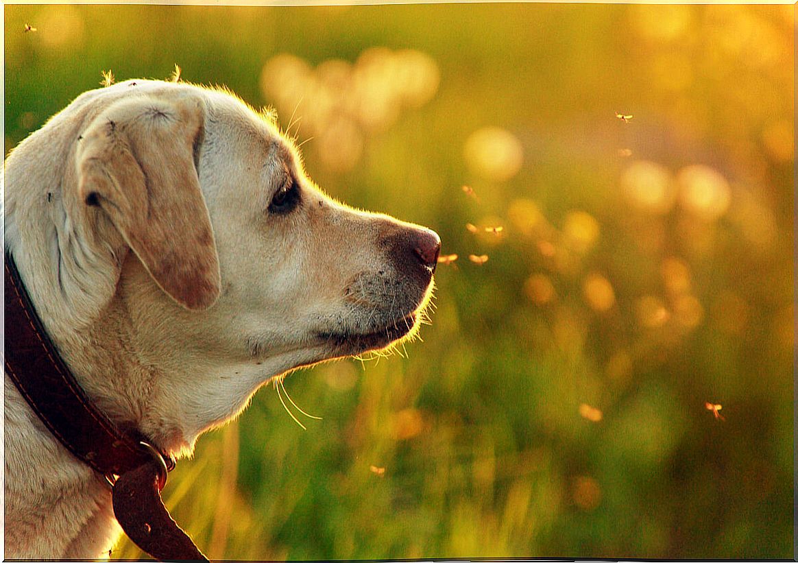 A dog in the summer with mosquitoes