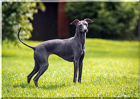 7 types of greyhounds you can't miss