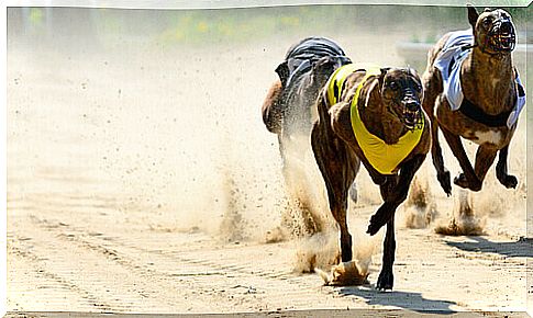 some greyhounds during a run