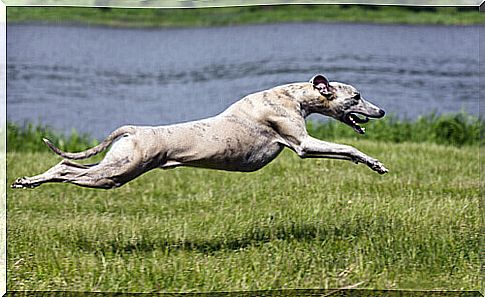 a greyhound that runs with the maximum extension of its legs