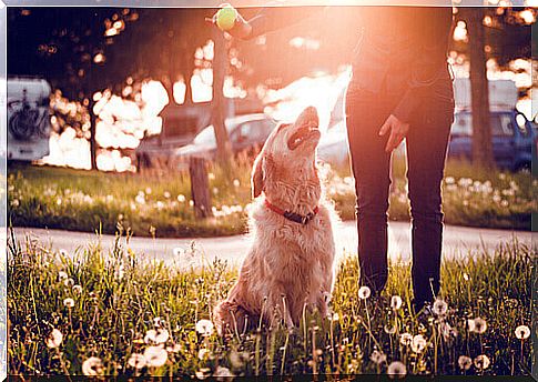 8 mistakes to avoid when taking your dog to the park