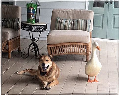 A duck cures a dog's depression