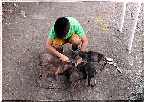 A Filipino child builds an animal shelter